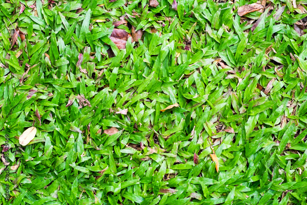 Green grass bright background Green grass bright background