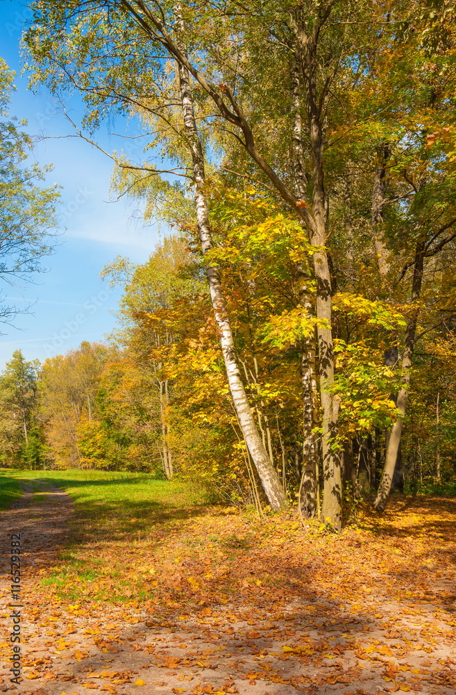 Autumn Landscape with a forest with yellow leaves and footpath