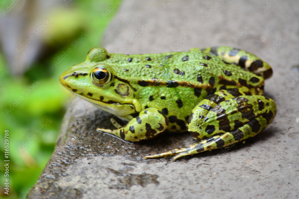 Fototapeta premium Grüner Frosch am Beckenrand