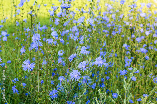 Chicory flowers in the field