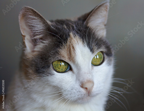 Portrait of catling with intelligent green eyes. Close-up.