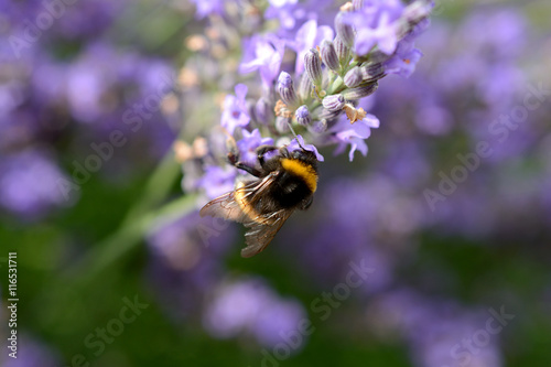 Bumblebee on Lavender © Jan Hetman