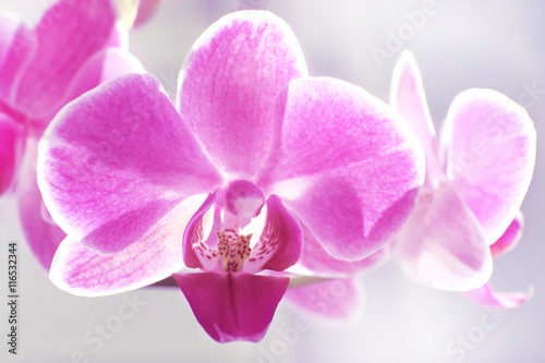 Beautiful orchid flowers on blurred background