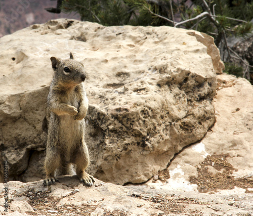 Ground squirrel on it's hind legs © Dave Willman