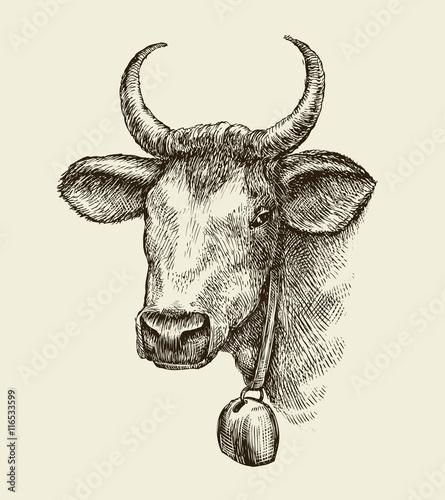 Hand drawn cow, bull. Sketch a farm animal. Vector illustration