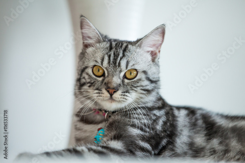 Fototapeta Naklejka Na Ścianę i Meble -  American Shorthair Cat
