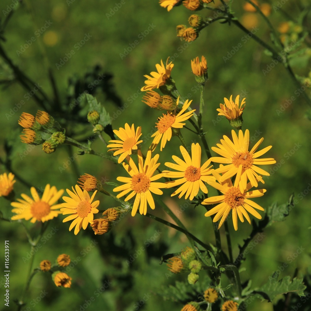Alpine ragwort, yellow wildflower Alpine ragwort, yellow wildflower
