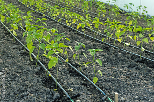 Drip Irrigation of Pepper Seedlings in the Greenhouse