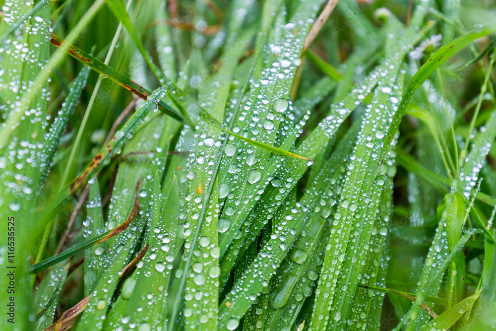 Green leaf with water drops, macro, nature background, selective focus Green leaf with water drops, macro, nature background, selective focus