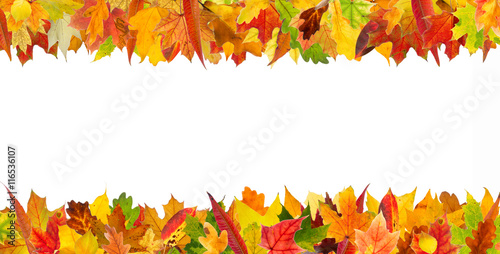Colorful autumn different leaves frame  isolated on white background.