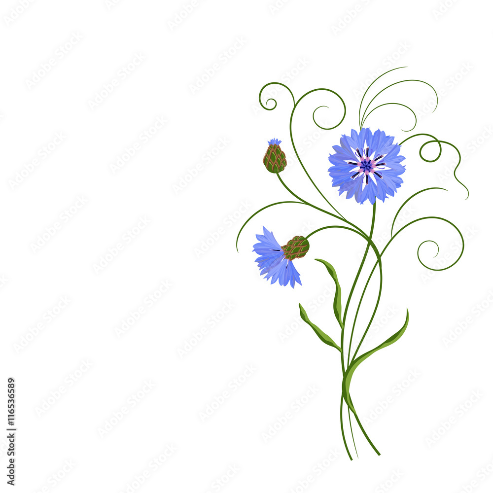 Bunch of blue cornflowers isolated on white.