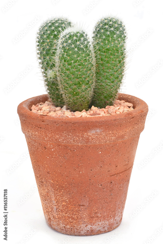 Cactus On White Background Cactus On White Background