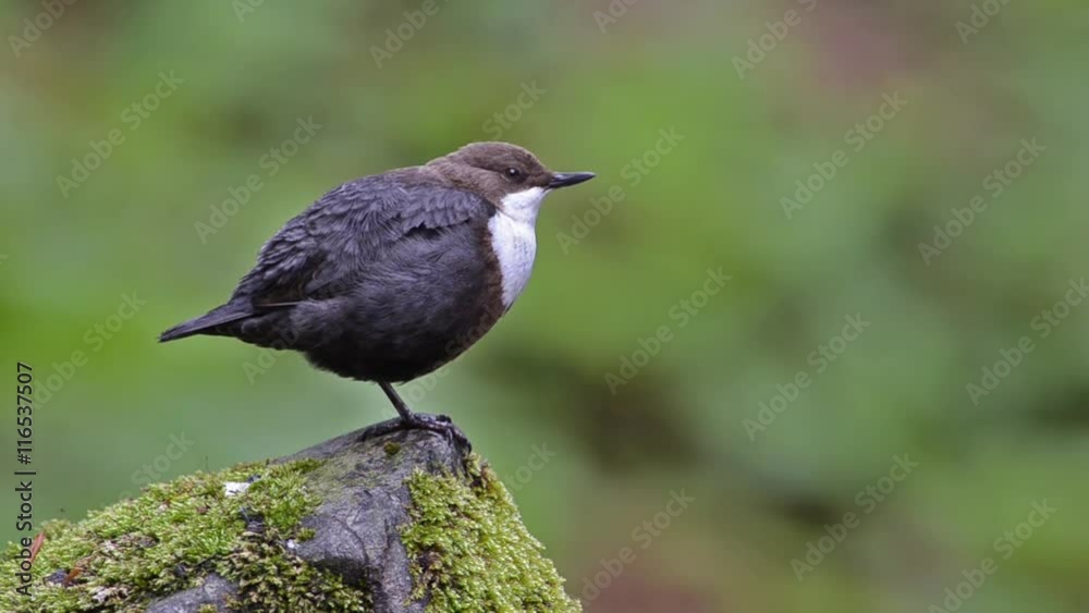 White-throated Dipper (Cinclus cinclus) sitting on the stone in the middle of the river White-throated Dipper (Cinclus cinclus) sitting on the stone in the middle of the river