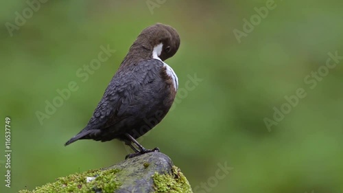 White-throated Dipper (Cinclus cinclus) sitting on the stone in the middle of the river