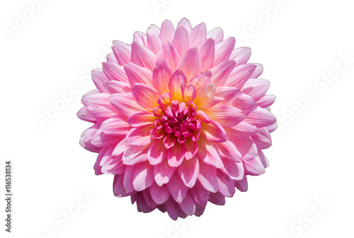 Pink Chrysanthemum Flower Isolated on White Background.
