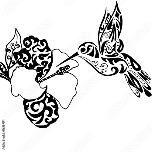 Hiqh qualiti hummingbird and orchid for coloring or tattoo isol