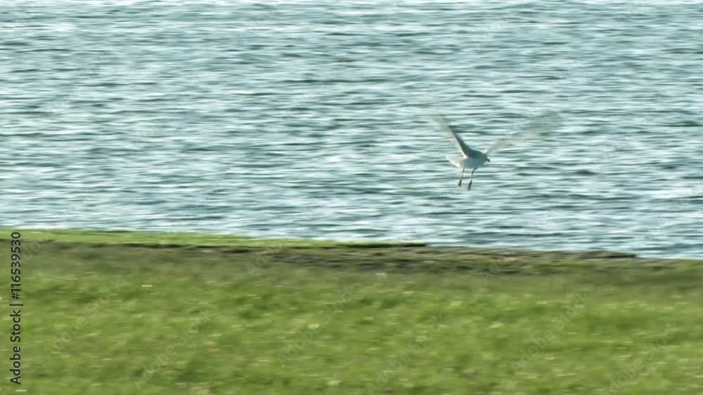 Möwe am See startet