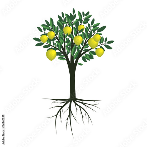 Lemon tree illustration