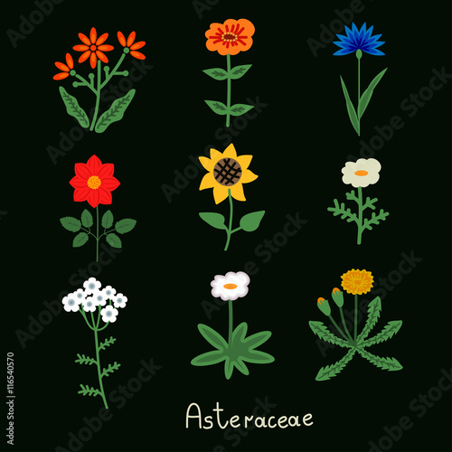 Asteraceae flowers set