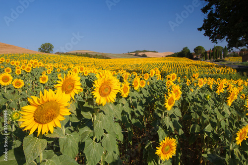 Tuscany landscape with sunflower