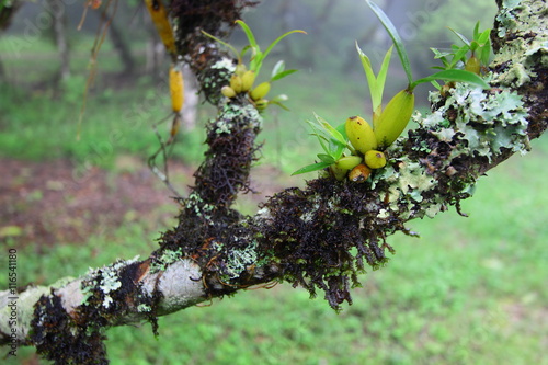 Wild orchid and moss on branch of tree photo