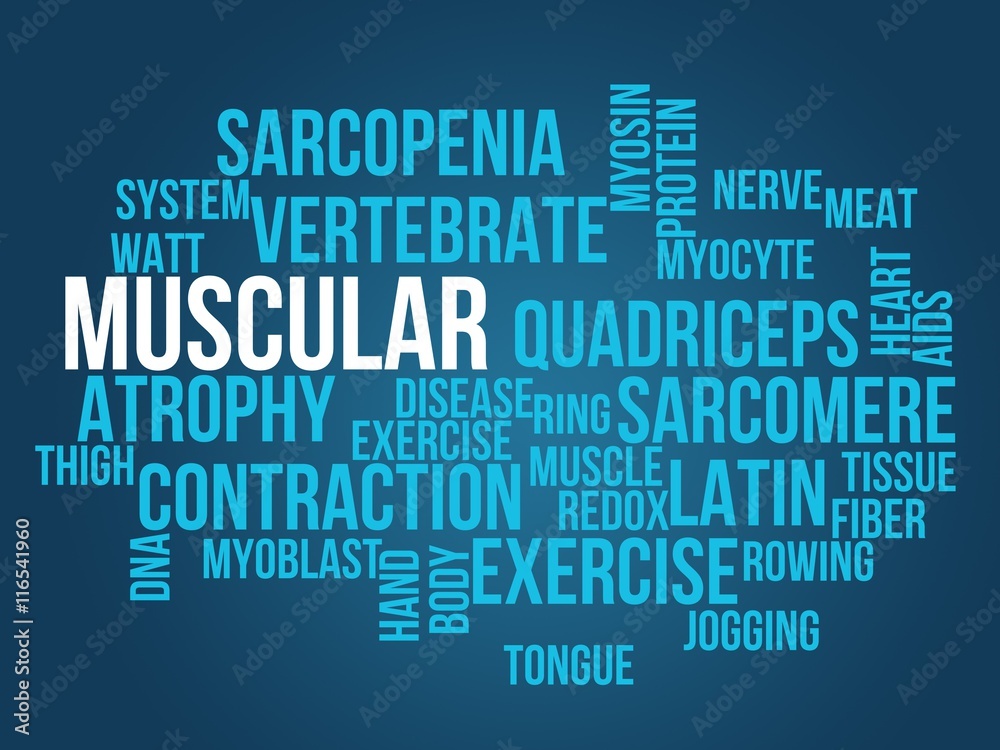 muscular muscular