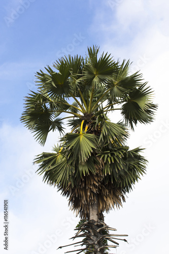 Asian Palmyra palm on sky background.Currency palm plants and results can be eaten photo