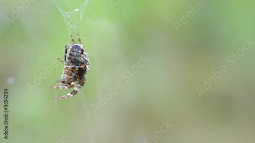 Spider on web