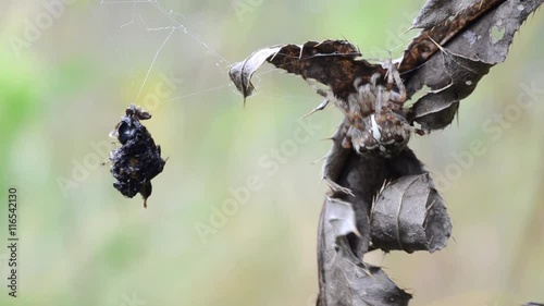Garden spider feeding victim