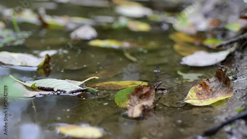Leaf on Water