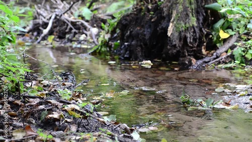 Small creek in the forest. Fallen leaves in a stream. Autumn.