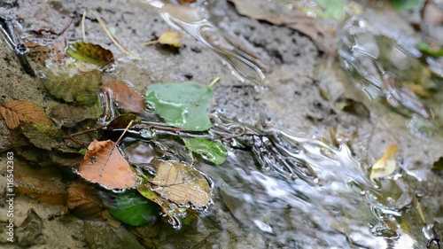 Autumn Stream with forest reflections