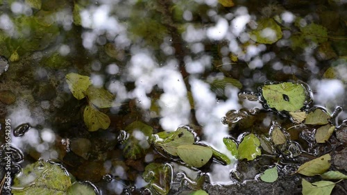 Autumn Stream with forest reflections