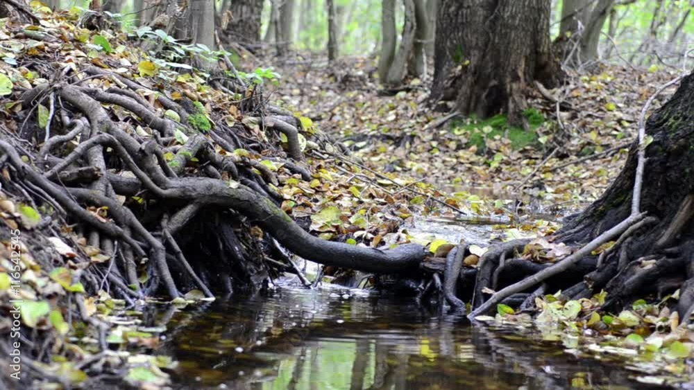 Small creek in the forest. Fallen leaves in a stream. Autumn. Small creek in the forest. Fallen leaves in a stream. Autumn.