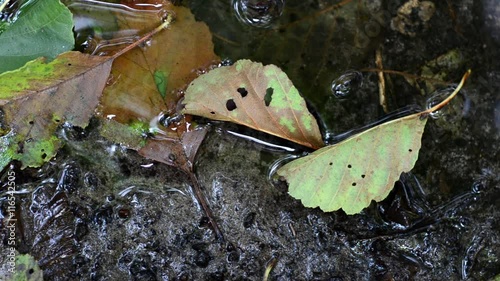 Leaf on Water