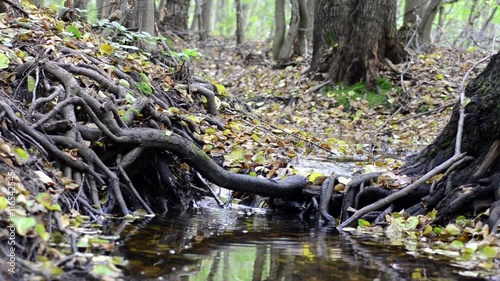 Small creek in the forest. Fallen leaves in a stream. Autumn.