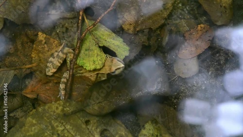 Agile frog (Rana dalmatina) in the forest stream. Autumn.