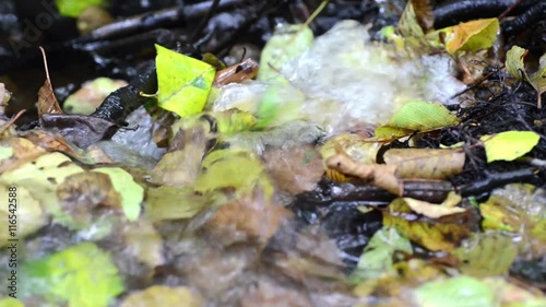 Pure water from spring. Pure water taken during a walk in the mountain. Autumn leaves. Natural spring water flows over autumn leaves with sound.