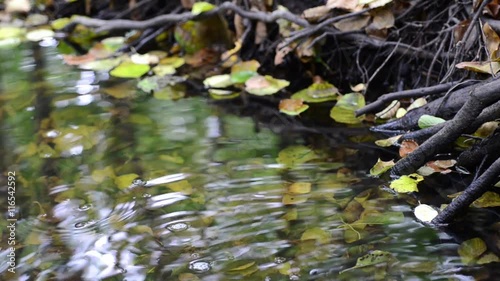 Autumn Stream with forest reflections