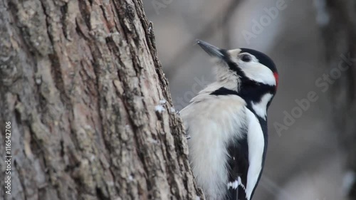 Great spotted woodpecker (Dendrocopos major) eating on the tree