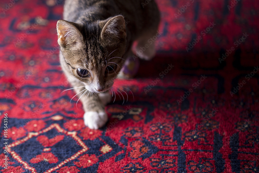 Cute Kitten on Red Carpet,