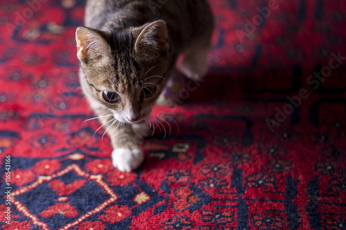 Obraz na płótnie Cute Kitten on Red Carpet, w salonie