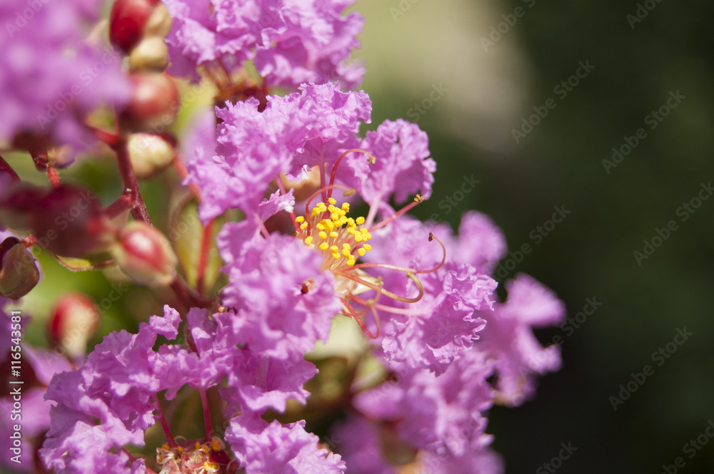 wallpaper Macro fuchsia petal flower on blur background wallpaper Macro fuchsia petal flower on blur background