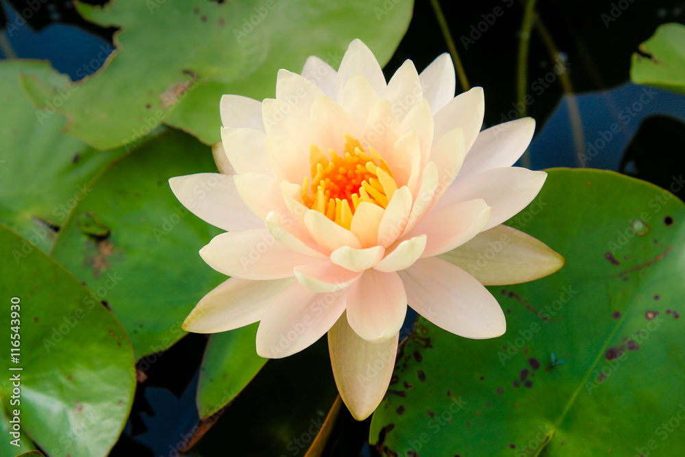 Beautiful blooming yellow water lily.