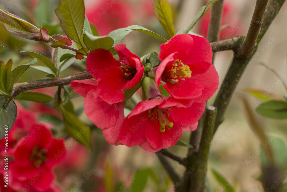 Chaenomeles flowers Chaenomeles flowers
