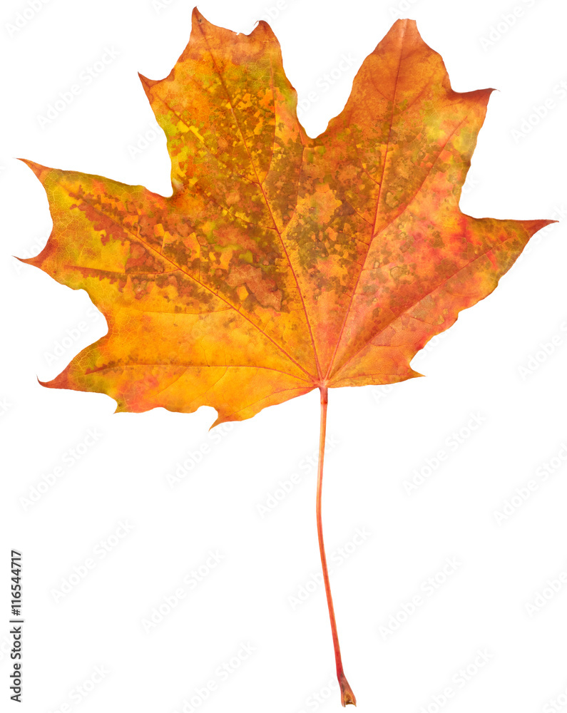 Obraz premium Autumn maple leaf