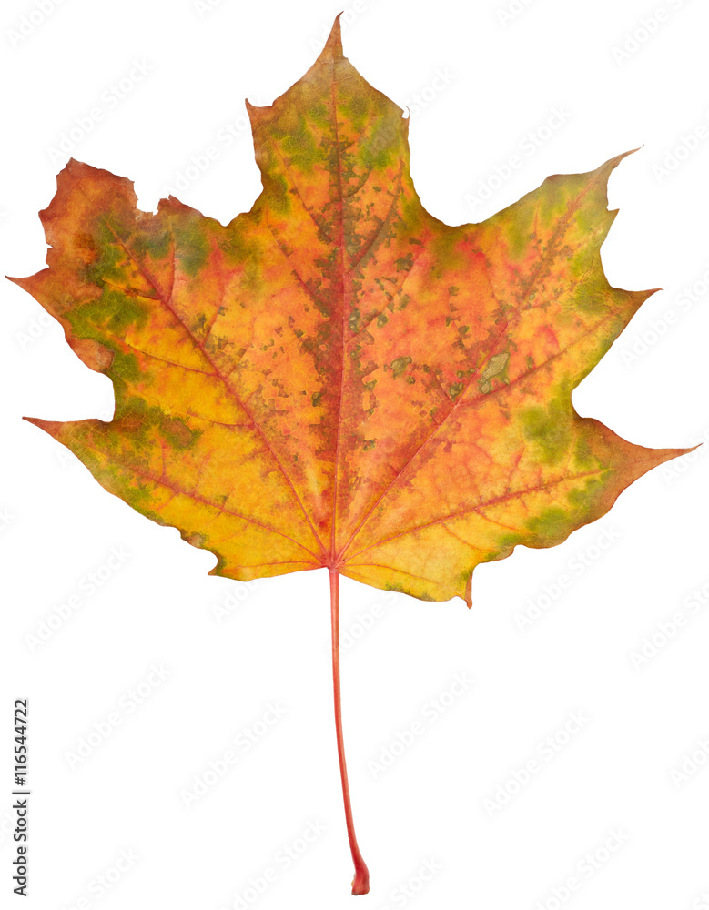 Obraz premium Maple leaf