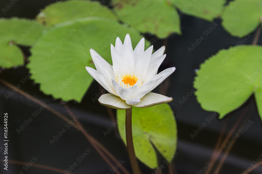 Lotus flower with green lotus leaf blurry background:Close up,select focus with shallow depth of field. Lotus flower with green lotus leaf blurry background:Close up,select focus with shallow depth of field.