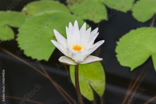 Lotus flower with green lotus leaf blurry background Close up select focus with shallow depth of field.