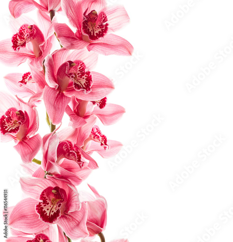 Fototapeta Naklejka Na Ścianę i Meble -  Orchid flowers